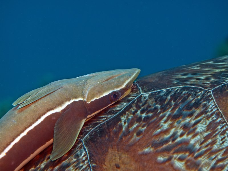 Remora, Turtle, Meno Slope